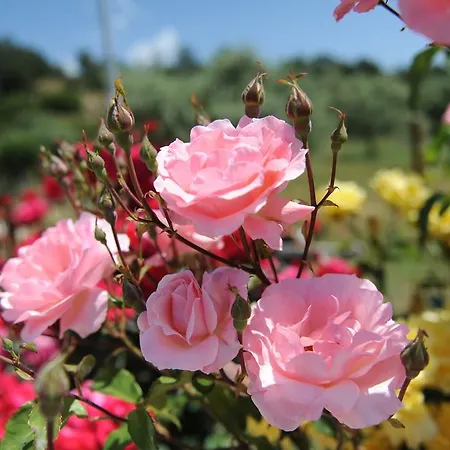 Апартаменты Mythos Потос